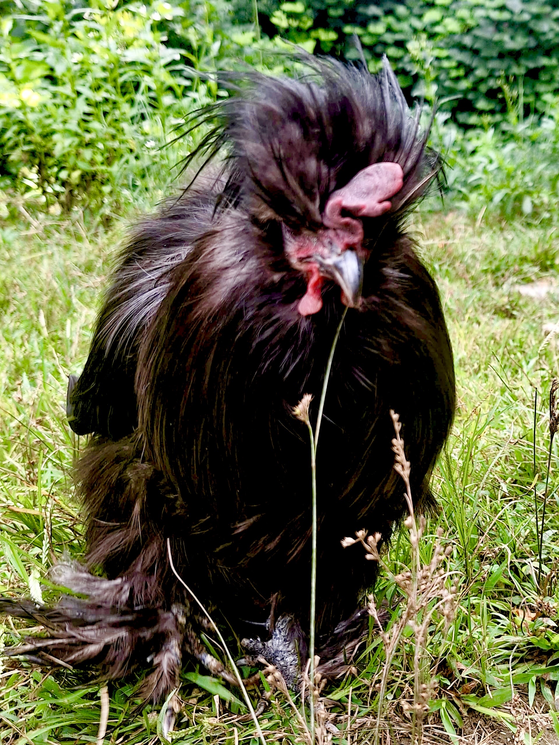 Batman, chicken
