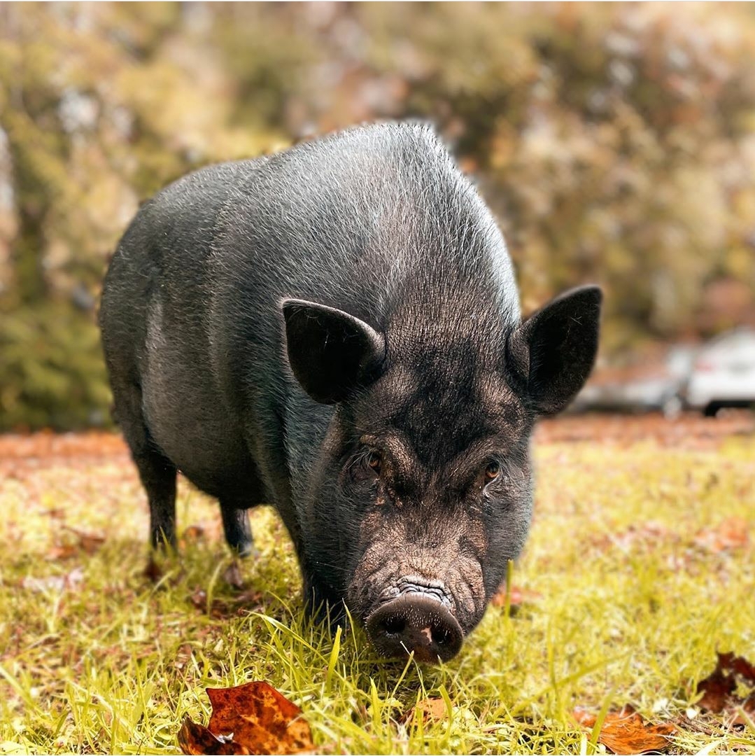 Benjamin (Benny), pig
