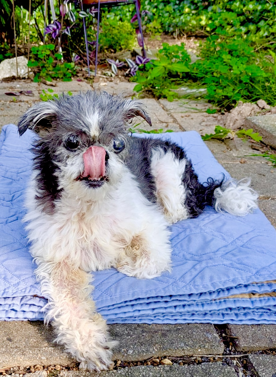 Boo Boo, senior dog