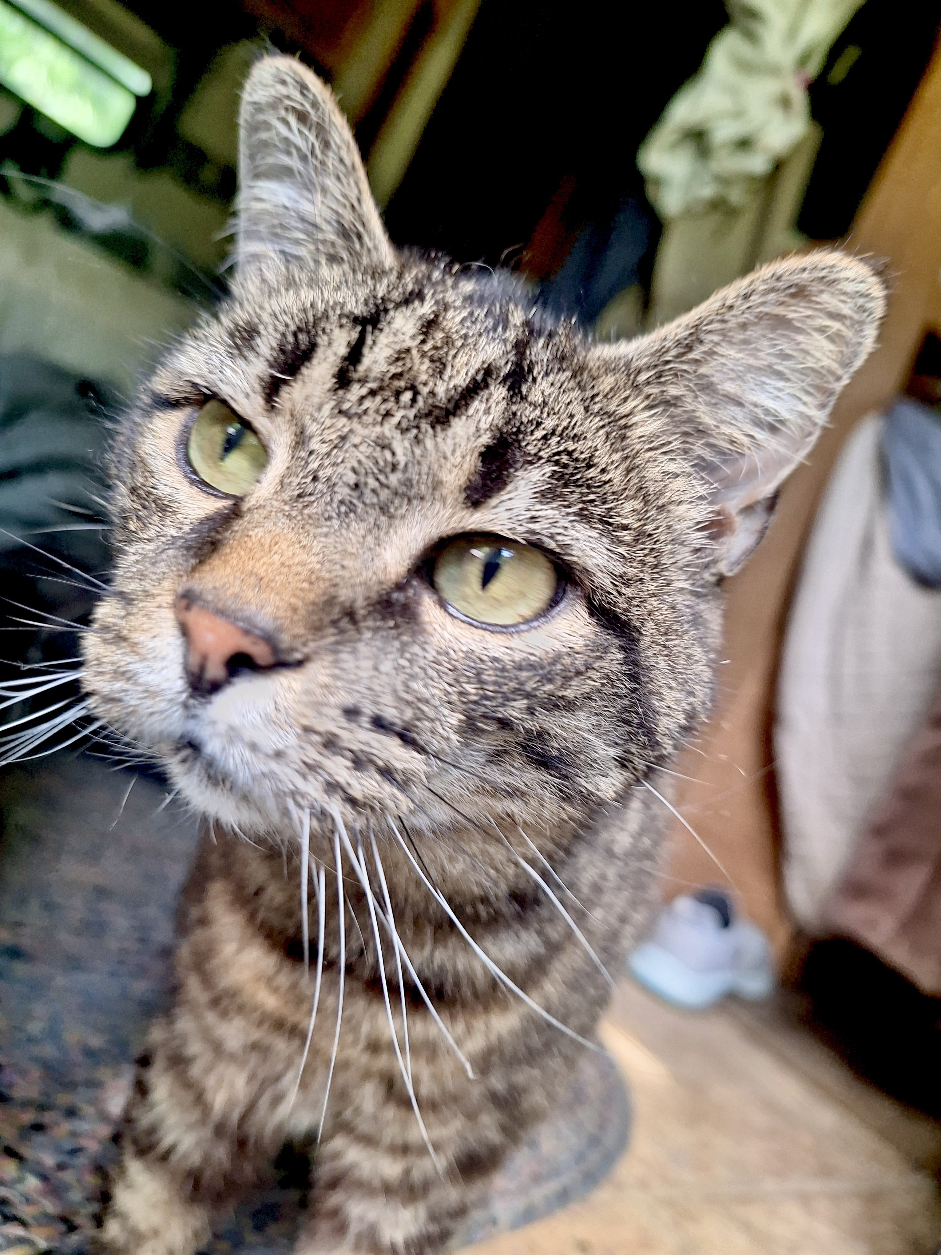 Chloe, cat