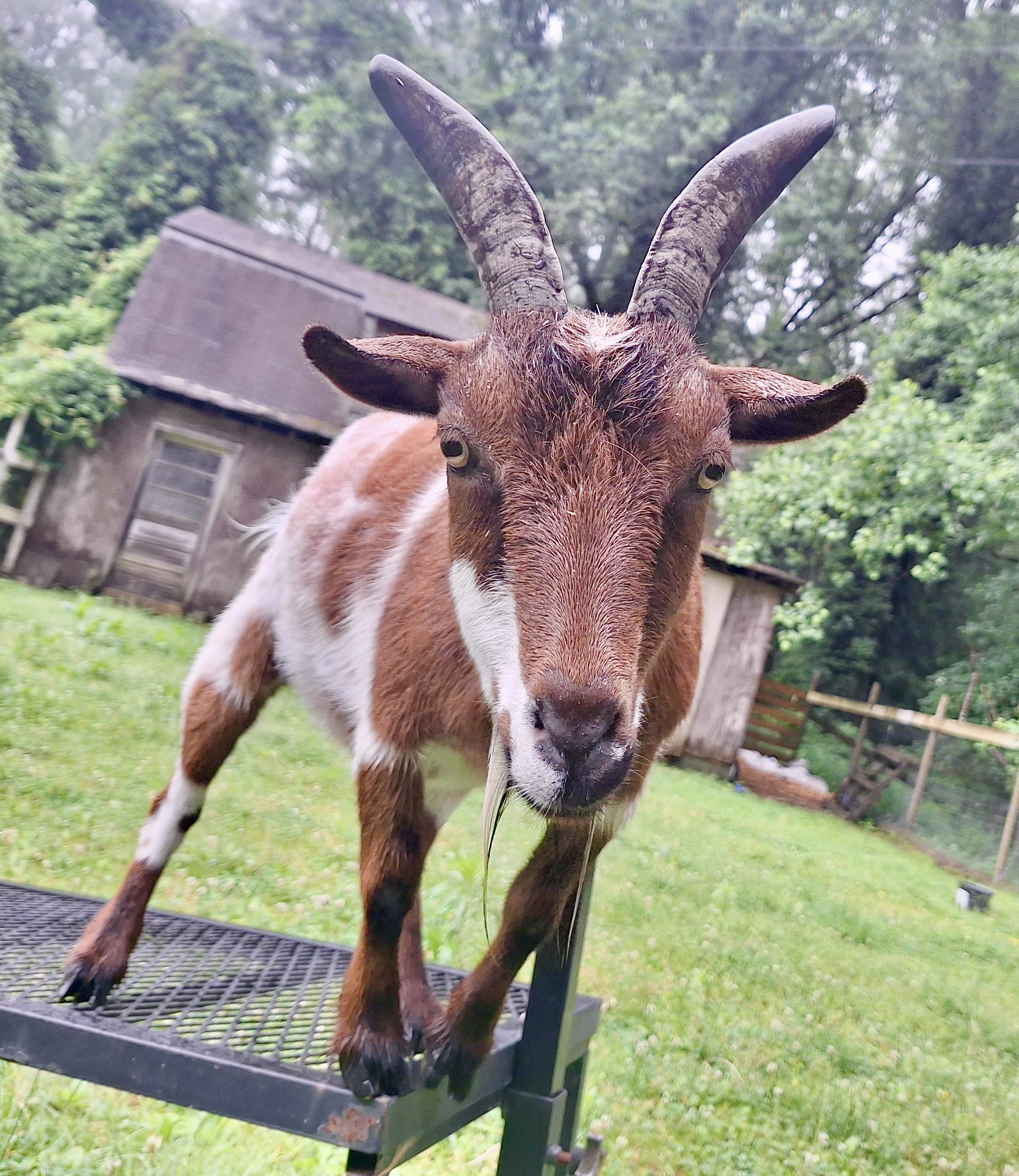 One of our goats