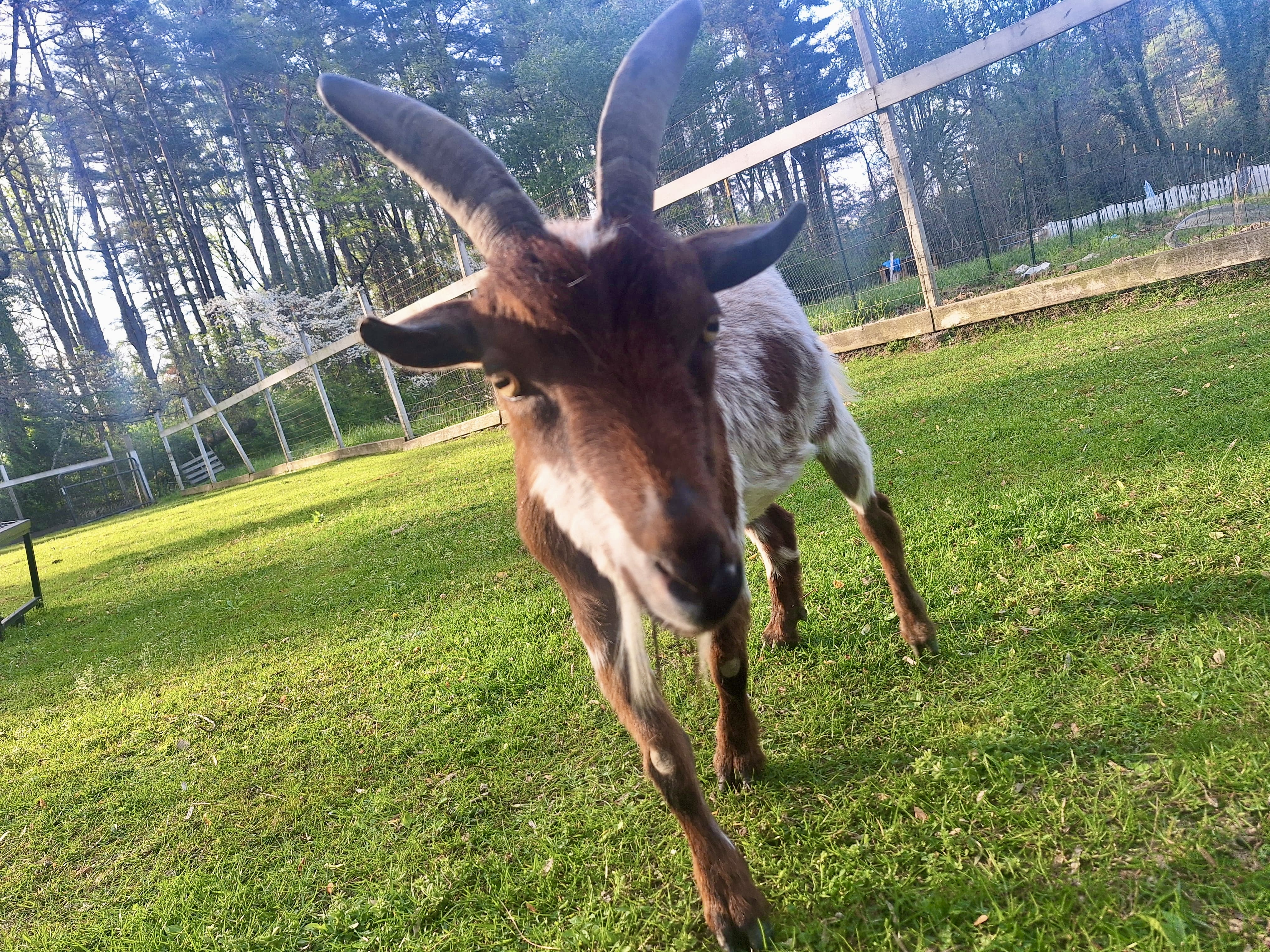 One of our goats