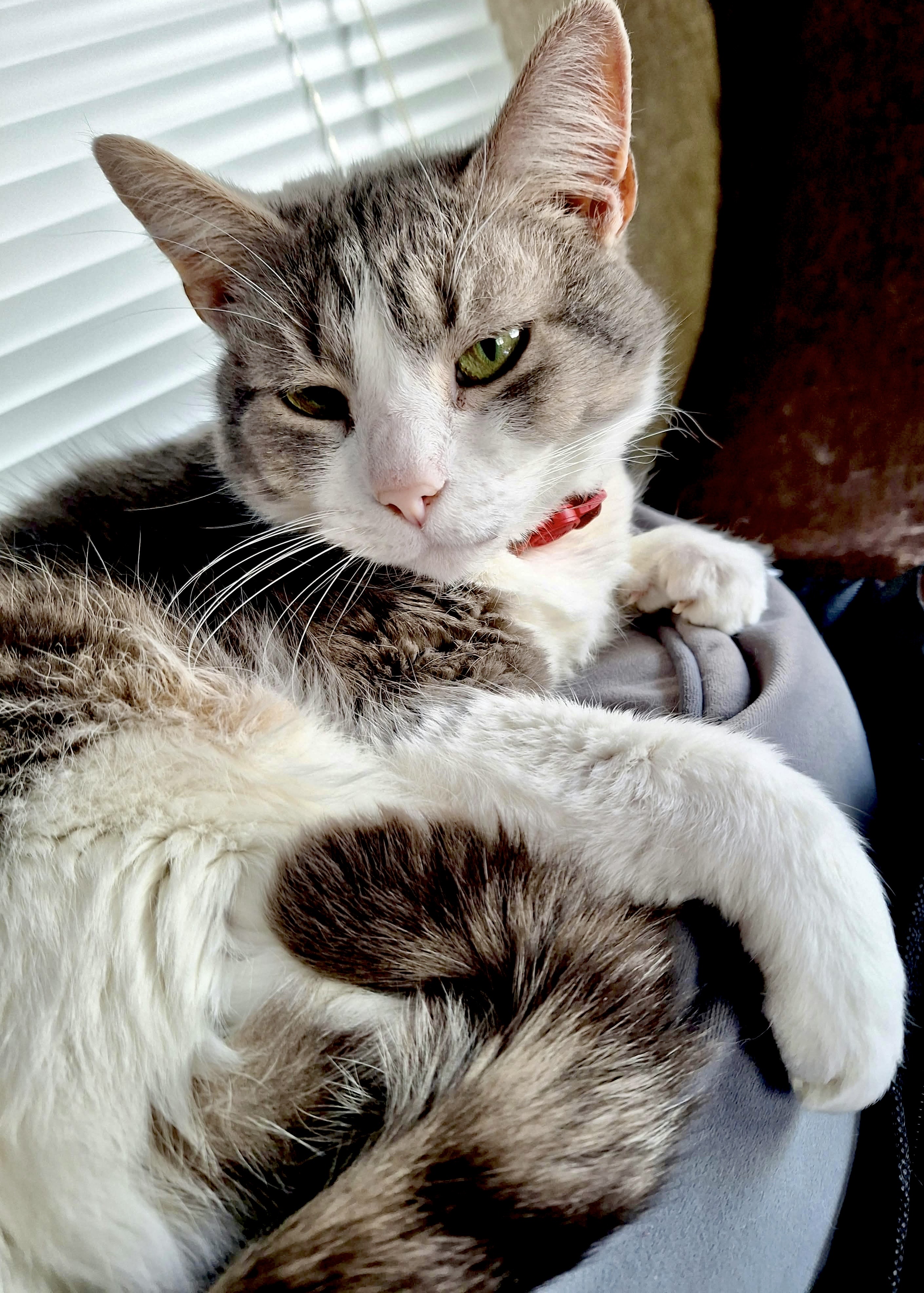 Layla, cat
