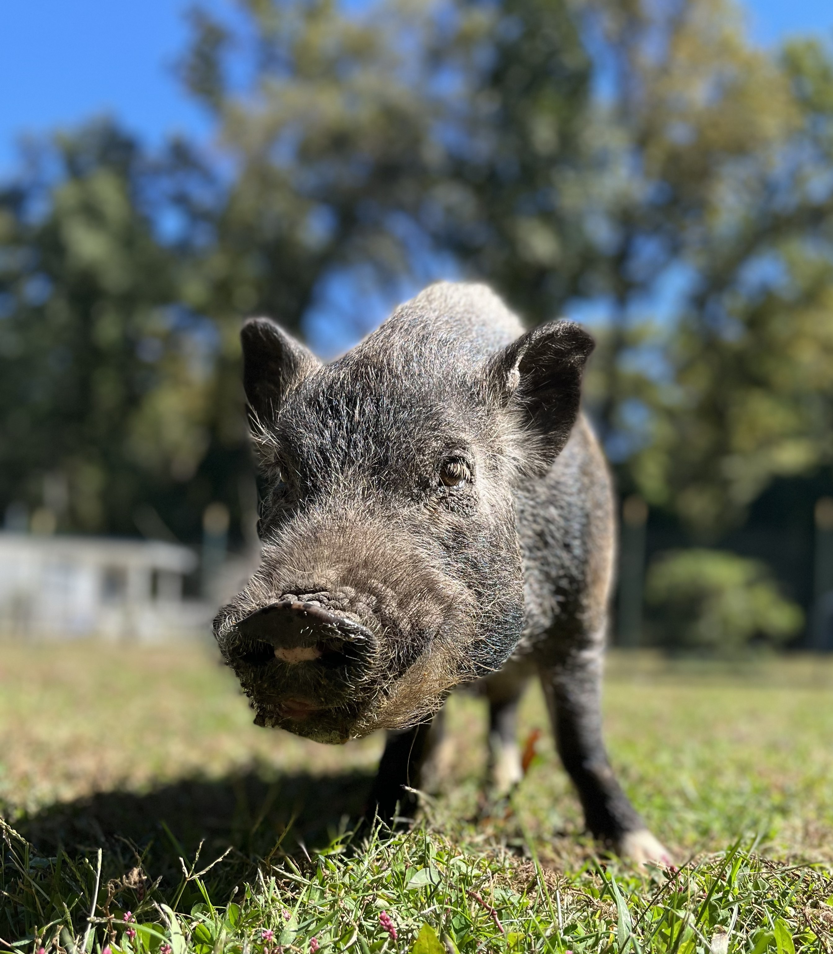 Leon, pig