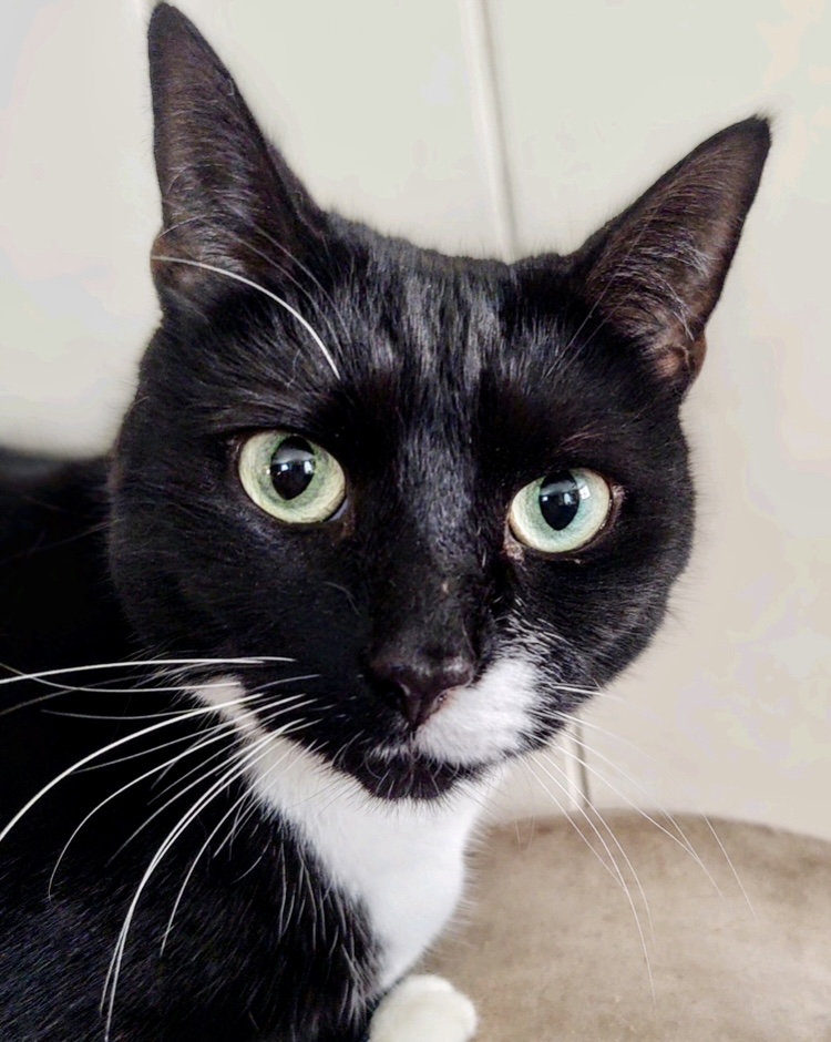Luna, cat