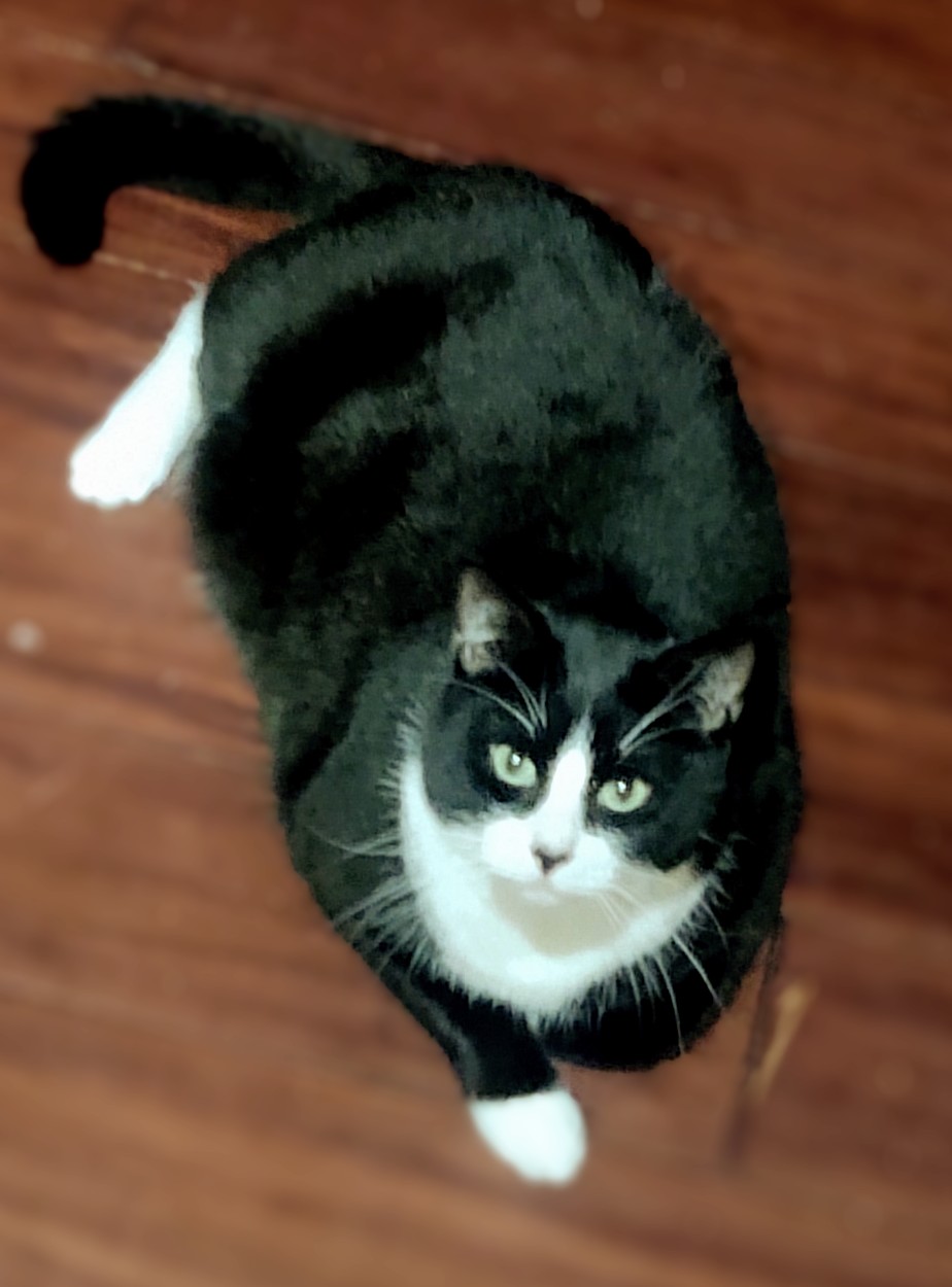 Nova, cat