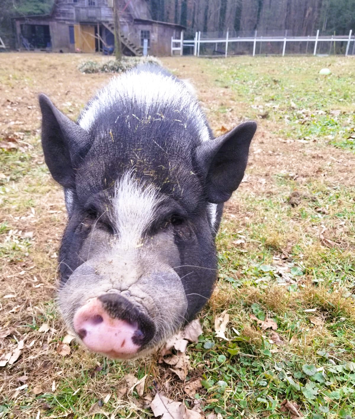 Oliver (Ollie), pig