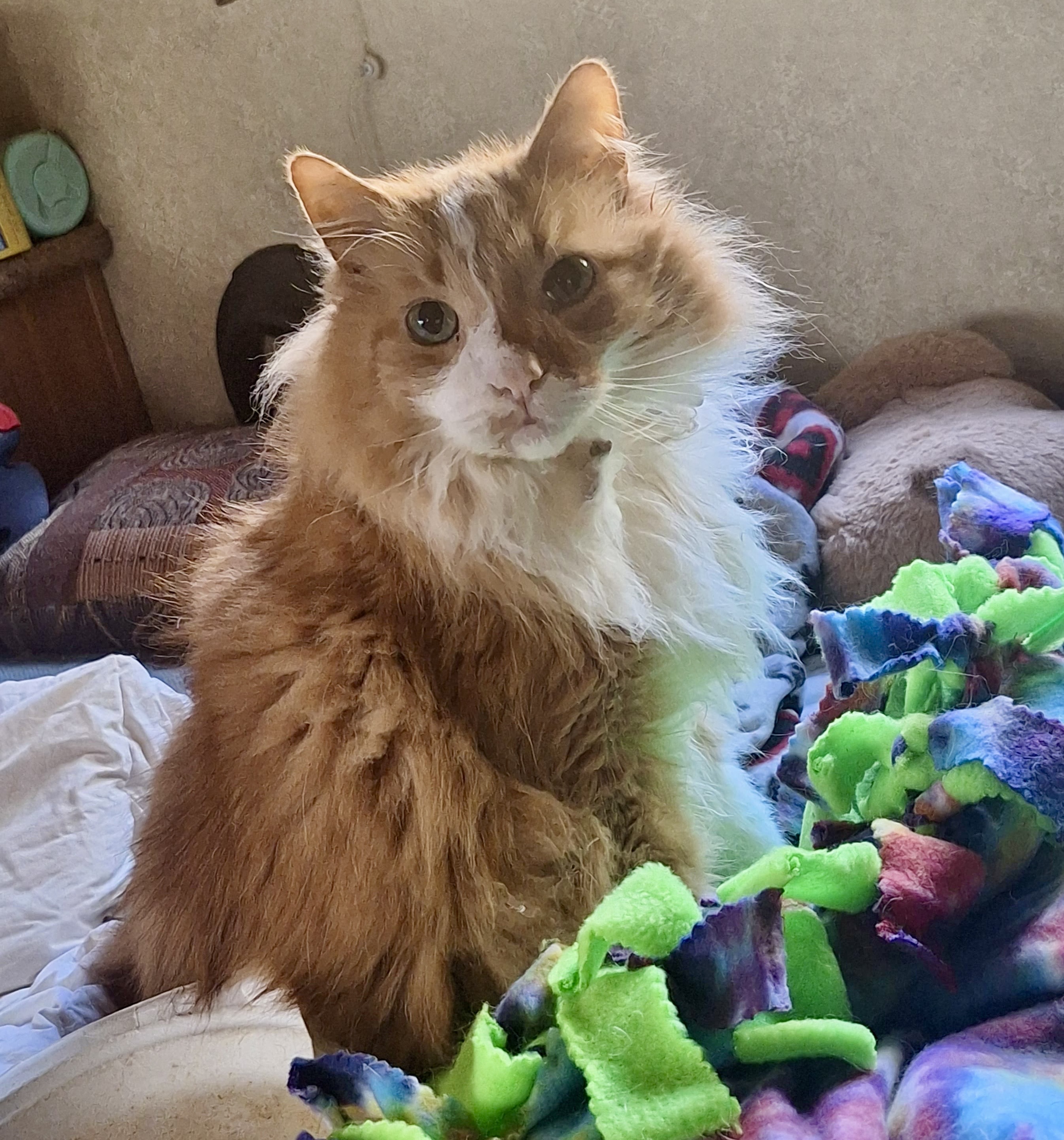 Oskar, cat