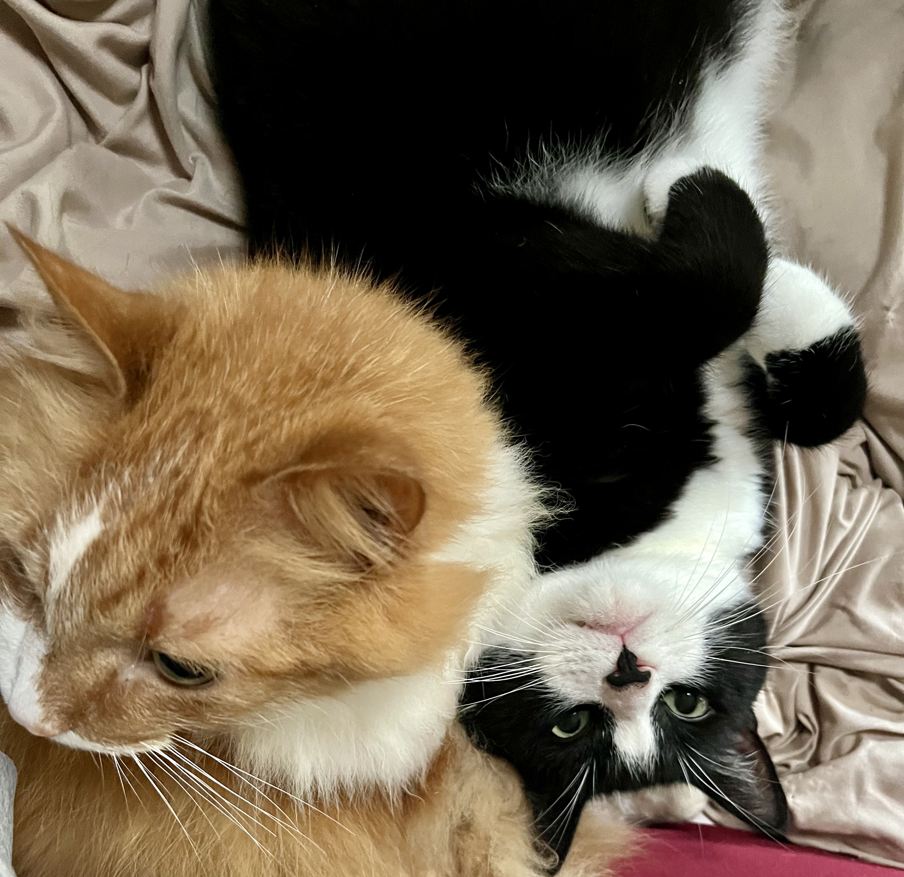Oskar and Nova