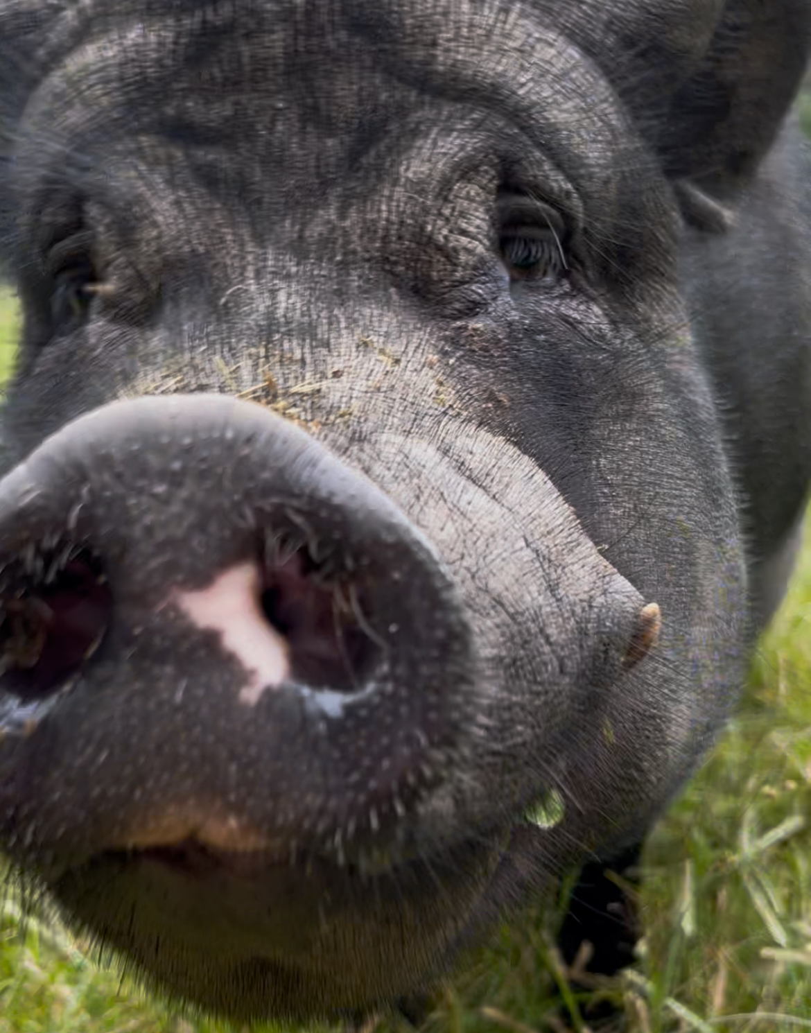 One of our pigs