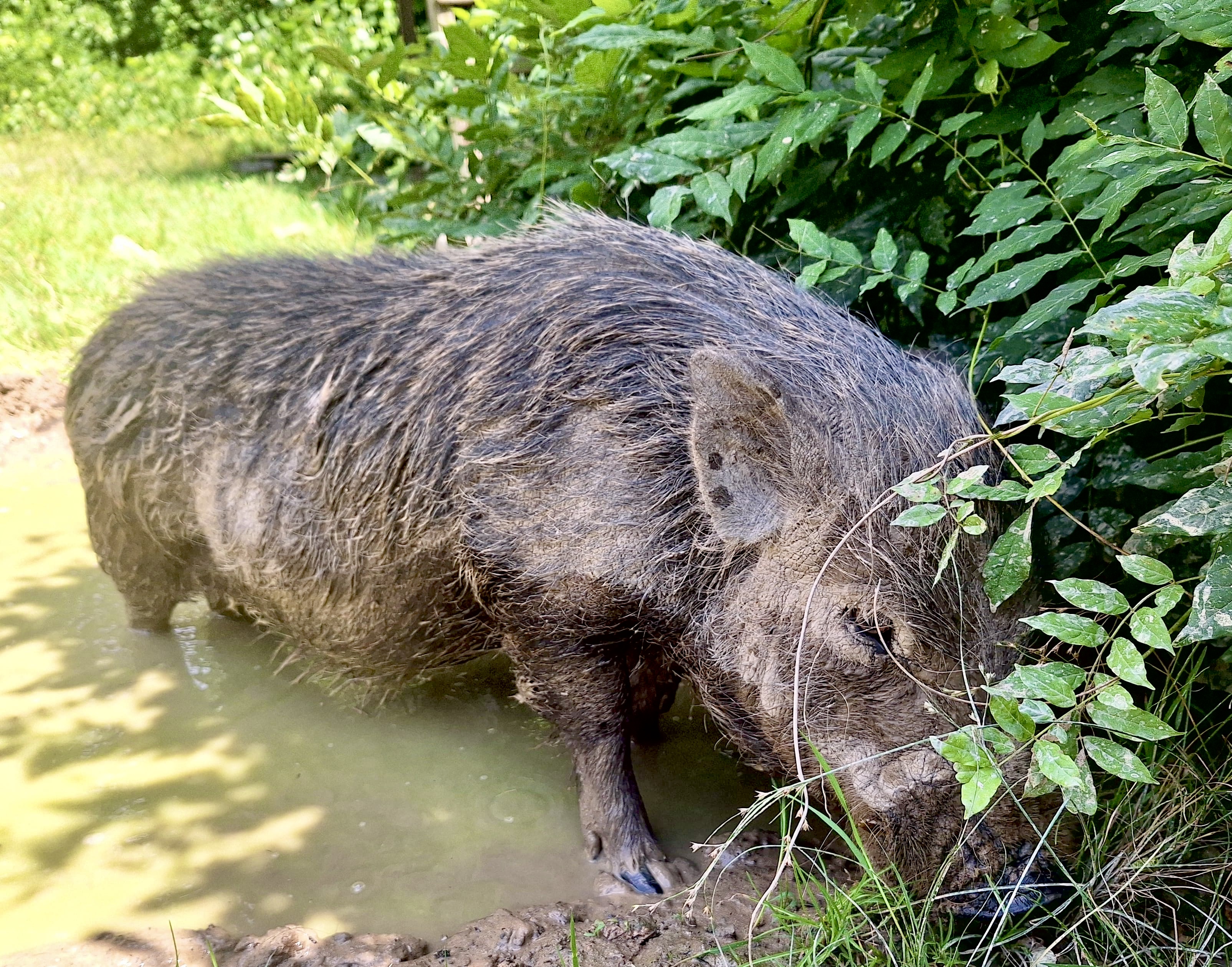 A rescued pig at Ever Tomorrow Farm