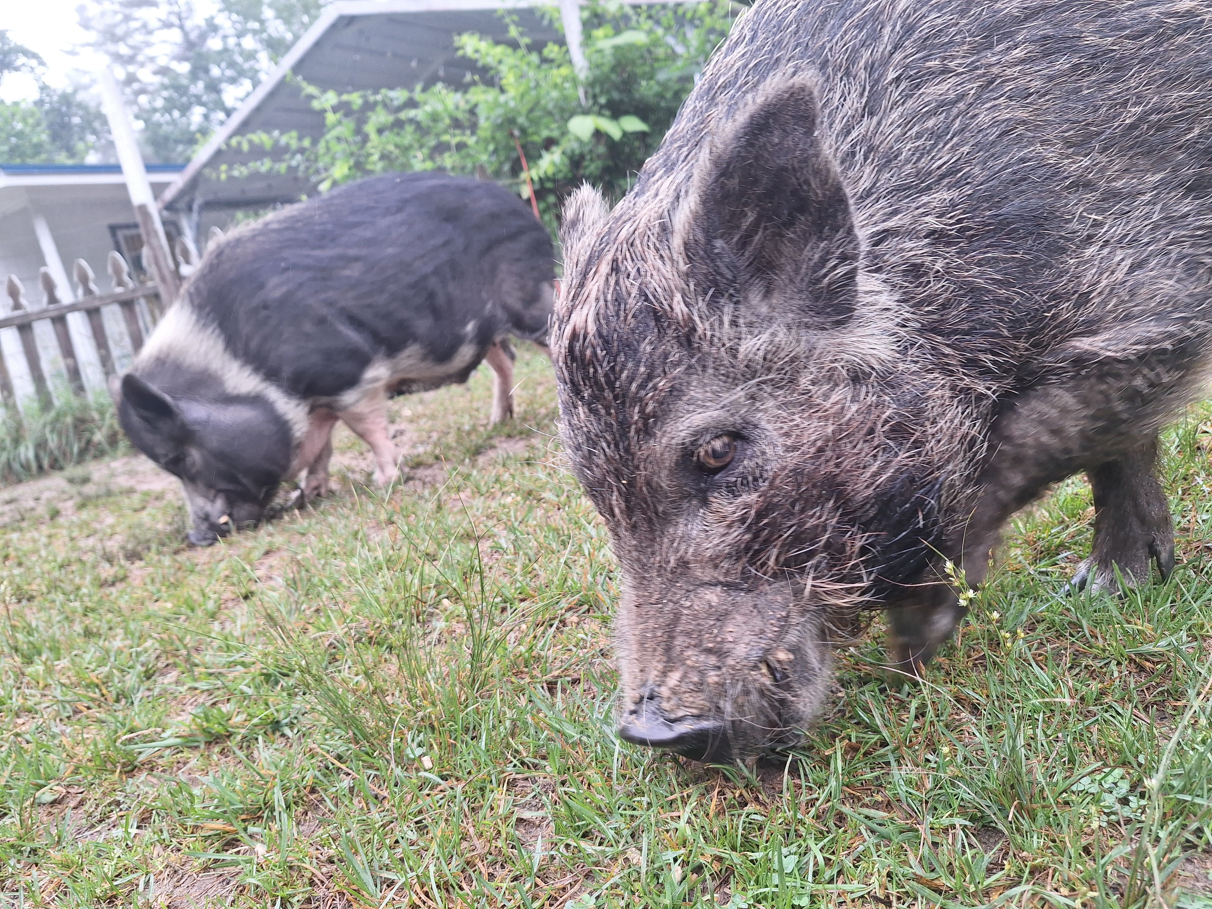 Our pigs