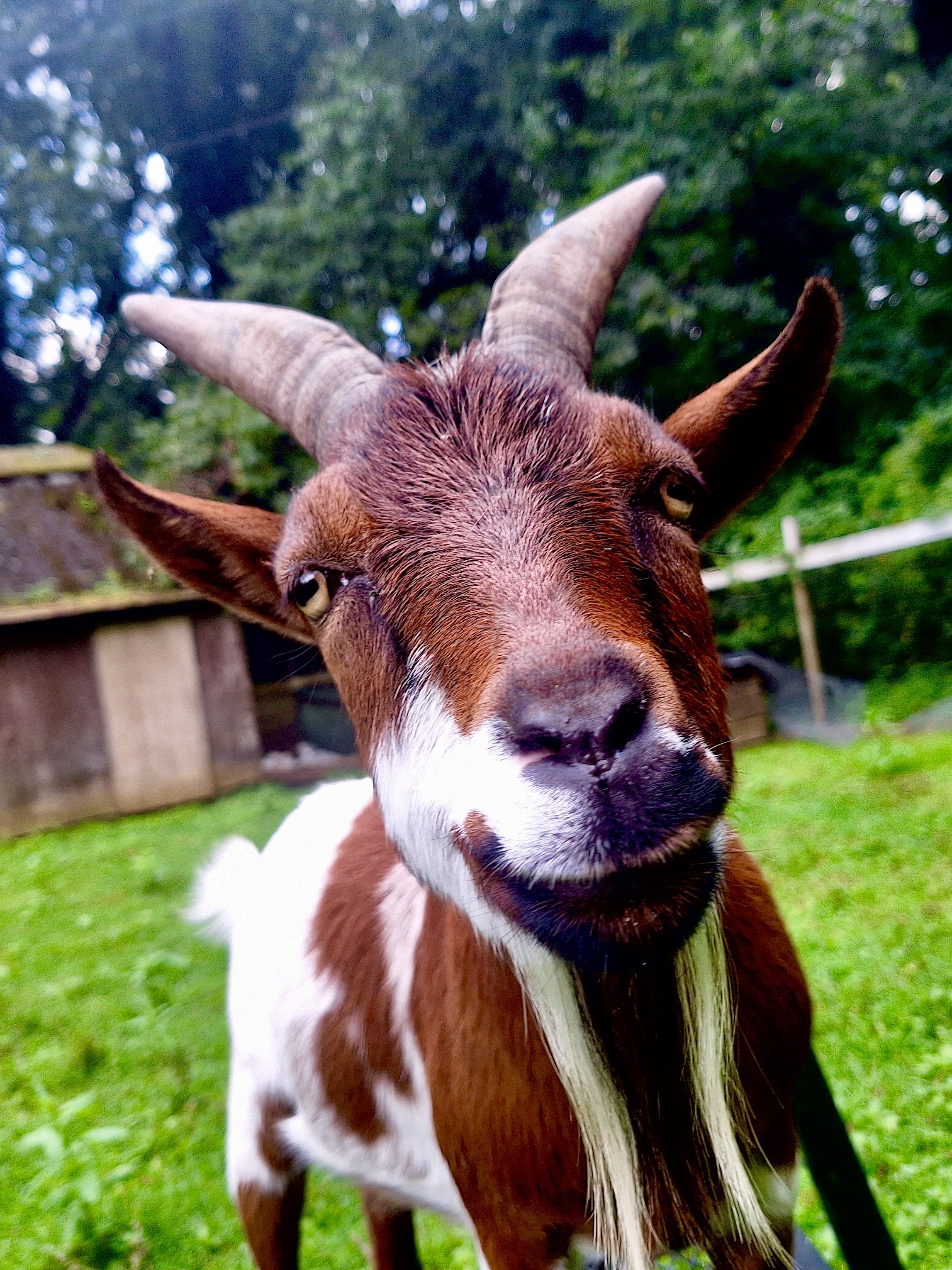 Pinto, goat