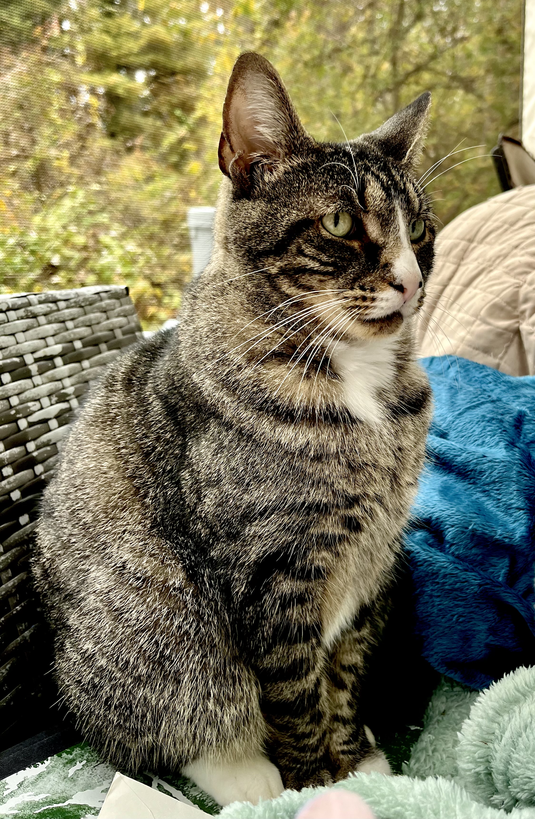 Piper, cat