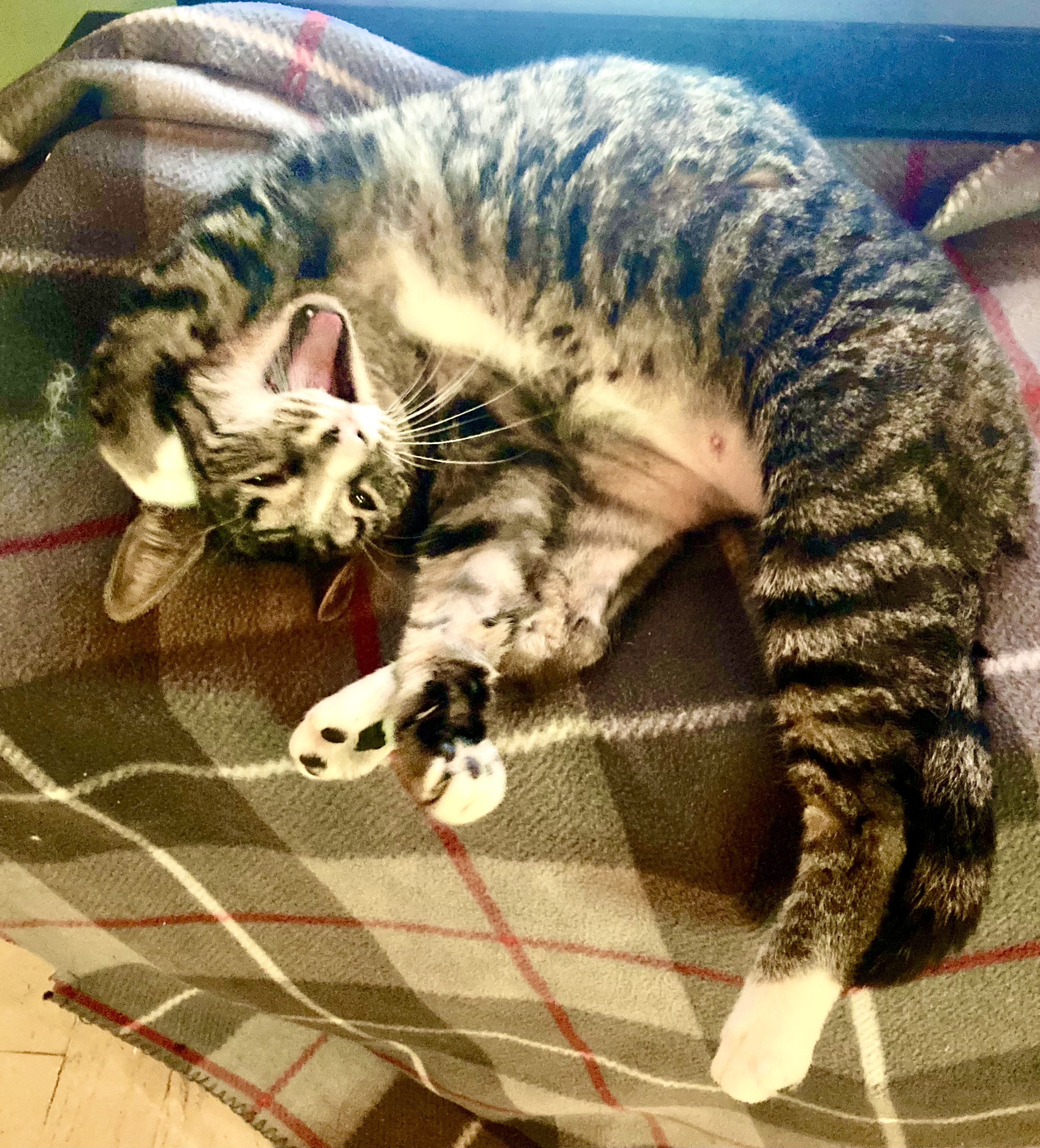 Piper