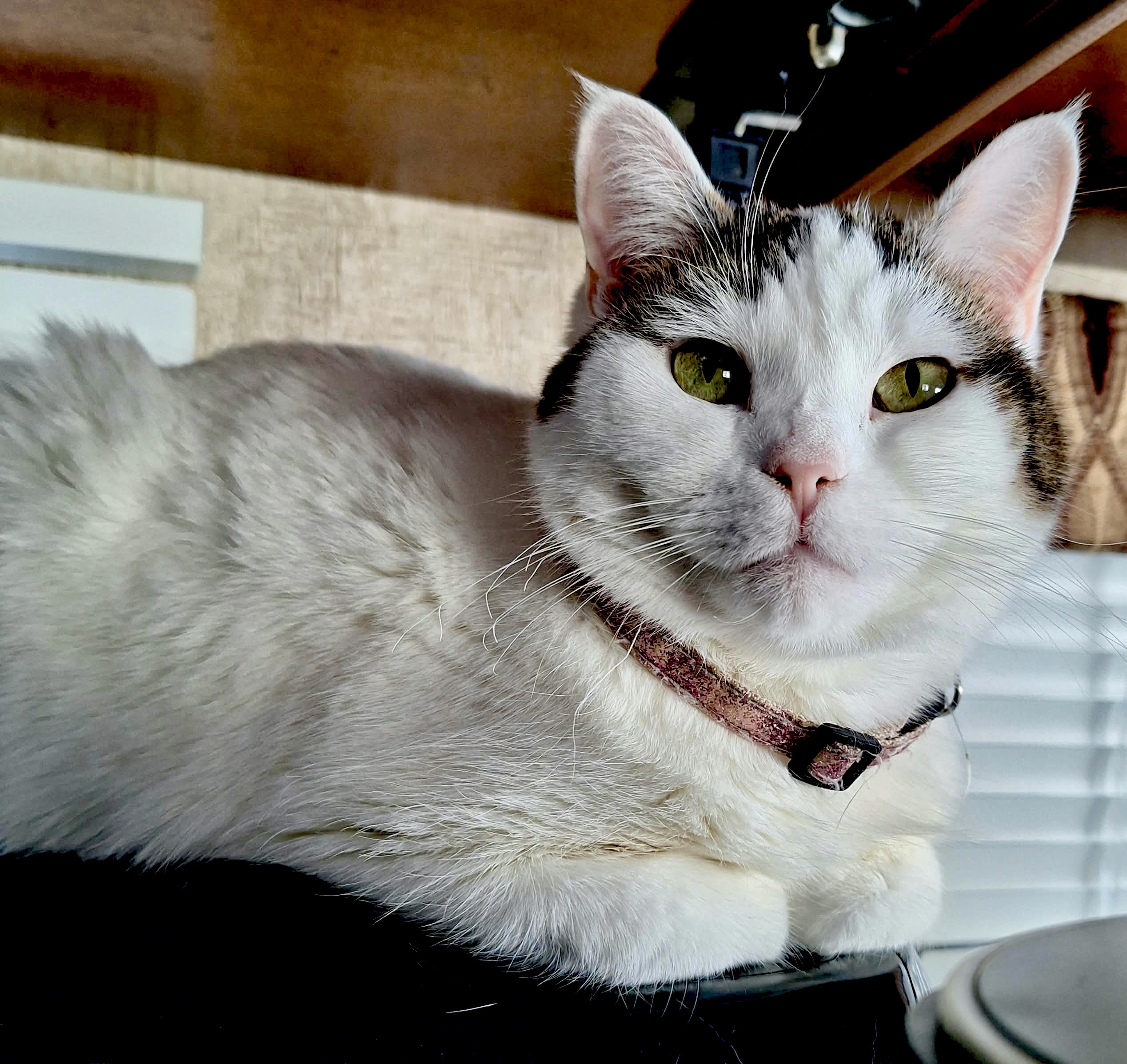Snow White, cat